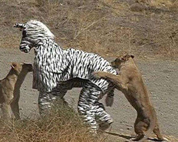Lions Attack Zebra Costume